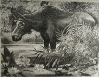 Выставка «В мире животных» Выставка «В мире животных»